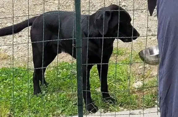 Chien noir perdu à Pont-Évêque - photo