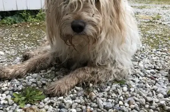 Griffon trouvé à Naujan-et-Postiac - photo