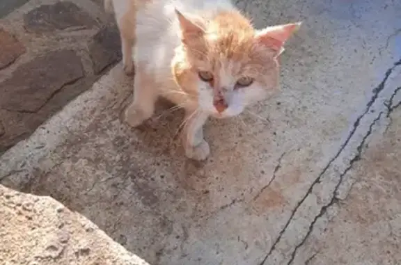 Chat perdu retrouvé à Brigueuil - photo