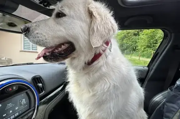 Trouvé: Golden Retriever mâle - photo