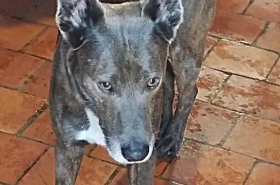 Chien perdu: doux et obéissant - photo