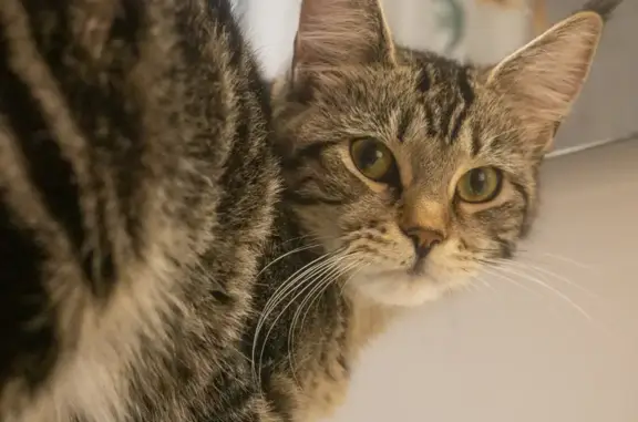 Animaux perdus Bordeaux, photo: Chatte Calypso disparue à Bordeaux