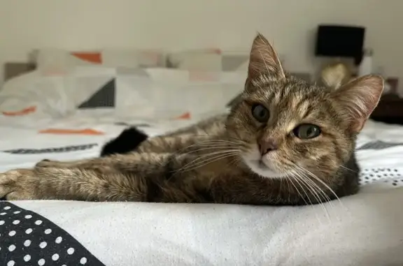 Chat perdu, Saint-Cyr-en-Val, photo: Chatte fauve perdue, aidez-moi !