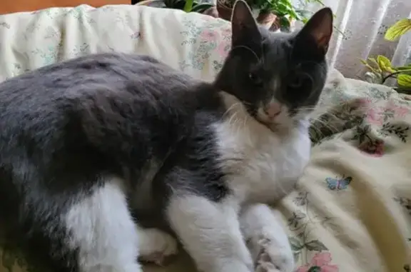 Chat perdu, Joigny, photo: Chatte craintive disparue à Joigny