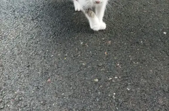 Chaton trouvé rue d'Anjou 14/06 - photo