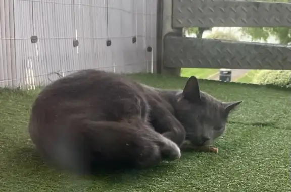 Chat gris chartreux trouvé à Caen - photo