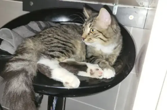 Animaux perdus Nîmes, photo: Chat égaré Rue A. Marquès, Nîmes