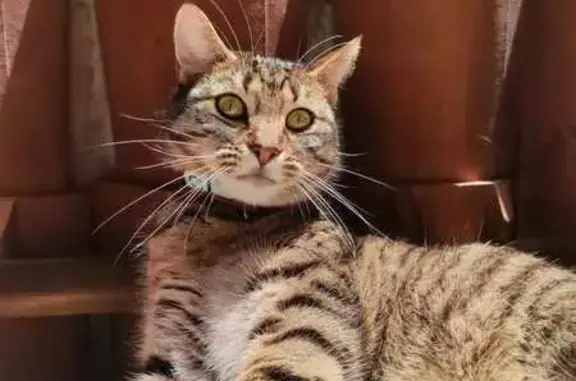 Chat perdu: Marron/noir, puce, col. - photo