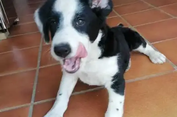 ¡Perro Border Collie Hallado en Vereda!