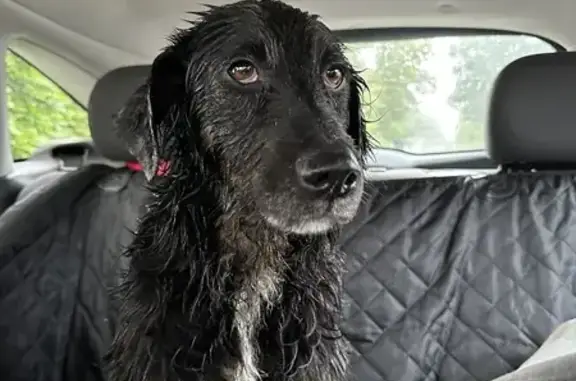 Chien blessé sauvé sur la route - photo