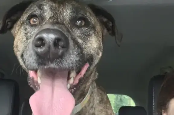 Chien croisé trouvé à Chaniers - photo
