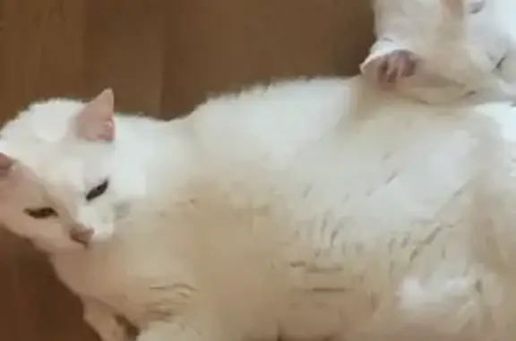 PERDUE: Yuki, chatte blanche - photo