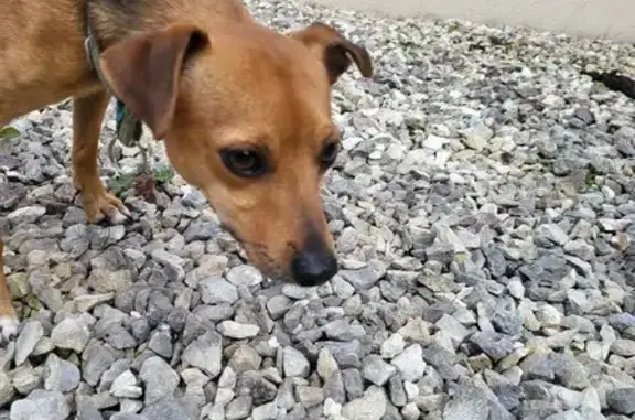 Chien trouvé Perrigny-lès-Dijon, photo: Chien fauve trouvé à Perrigny
