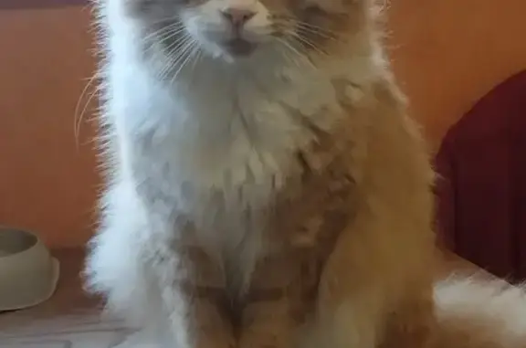 Chat perdu, Auxerre, photo: Chat roux et blanc perdu à Auxerre