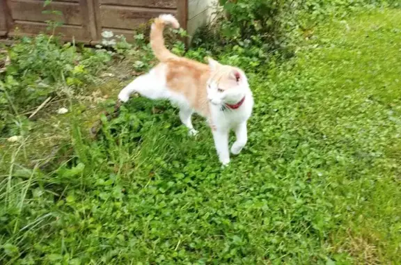 Chatte perdue: collier rouge, grelot - photo