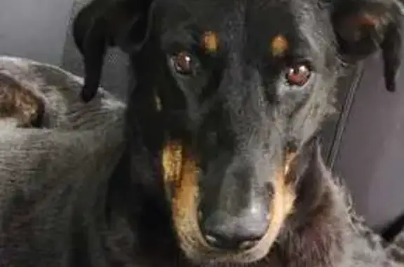 Chien trouvé , photo: Chiens Beaucerons trouvés à Vernon
