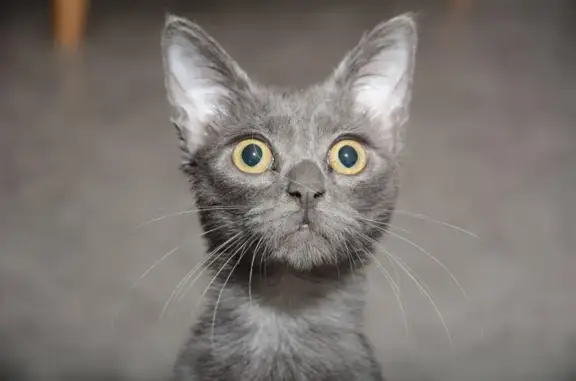 Chat perdu, , photo: Chatte grise élancée disparue à Voinémont