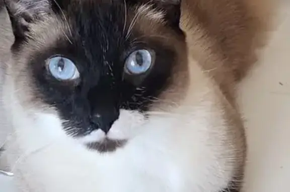 Lost Siamese Cat: Blue Eyes, Needs Care!