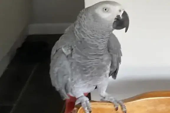 Missing African Grey Parrot on Winchester Rd!