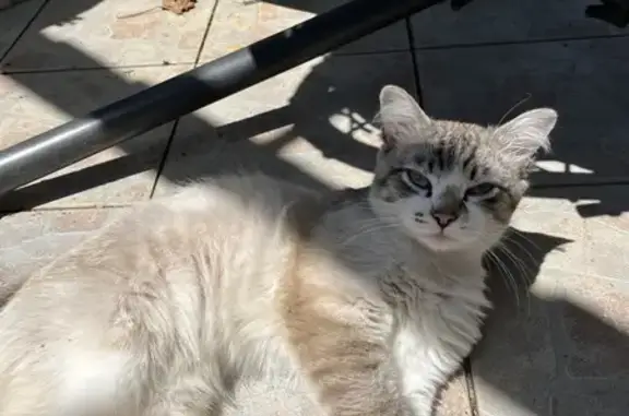 Chat gris-beige trouvé, Auterive - photo