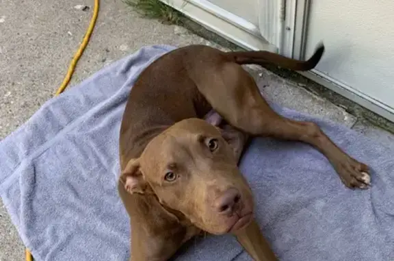 Found: Friendly Young Red Nose Pitt - 12026