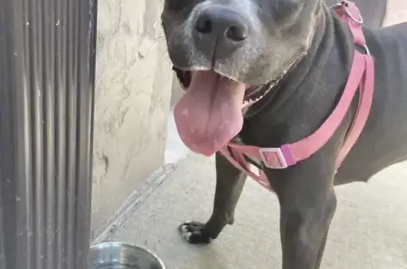 Found Pitbull in Lakewood - Help Her Home!