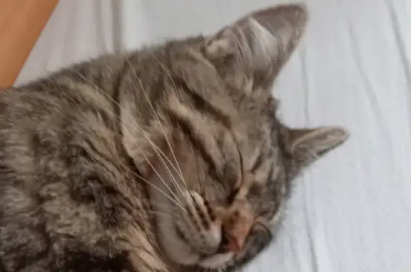 Animaux perdus Vernantes, photo: Chat peureux disparu à Vernantes