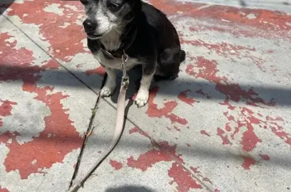 Lost Pup Found on Imperial Hwy - Help Reunite!