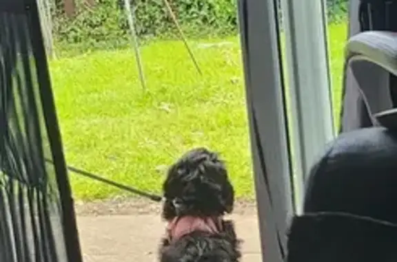 Lost Puppy Alert: Black Cockapoo in Warrington!