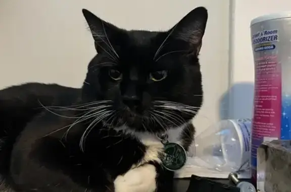 Ace: Lost Black & White Cat - Kimball Ave