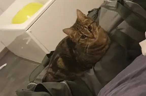 Chat perdu, Hirson, photo: Chatte tigrée disparue à Hirson