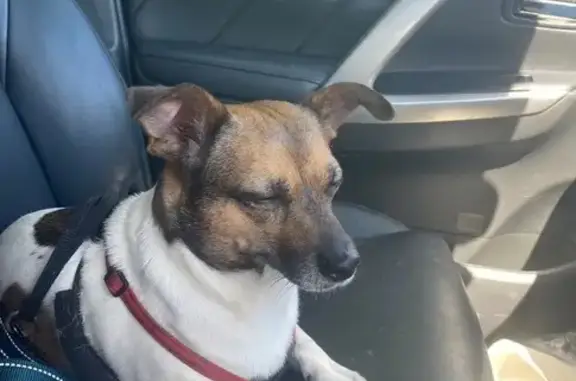 Lost Dog Alert: White-Brown Jack Russell Mix!