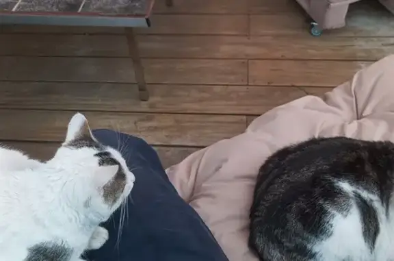 Chat jeune mâle perdu, Geispolsheim - photo
