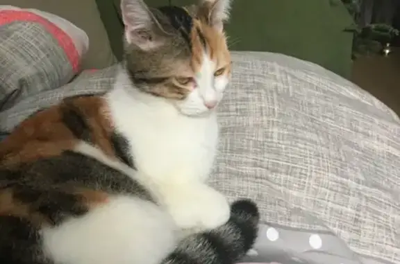 Animaux perdus Dijon, photo: Chatte tricolore perdue à Dijon