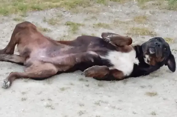 Beauceron blessé trouvé à Noyant - photo