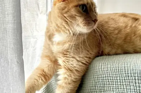 Animaux perdus Wimereux, photo: Chat Moustaki disparu à Wimereux