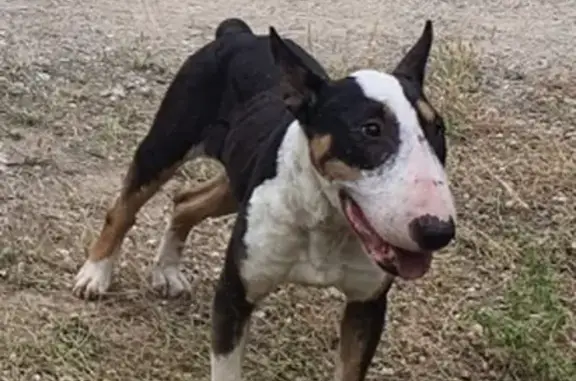 Chienne noire et blanche trouvée - photo
