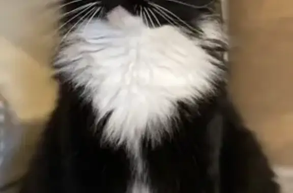 Chat perdu, Cadolive, photo: Chat européen perdu à Cadolive
