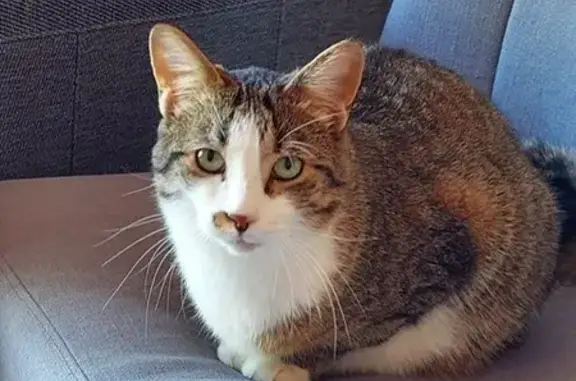 Animaux perdus Bourg-la-Reine, photo: Chat marron/blanc perdu à Bourg-la-Reine