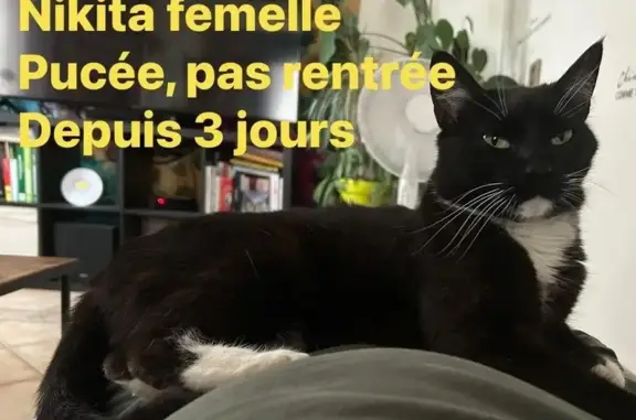 Chat perdu, Sorgues, photo: Nikita, Chatte Noire Perdue - Sorgues