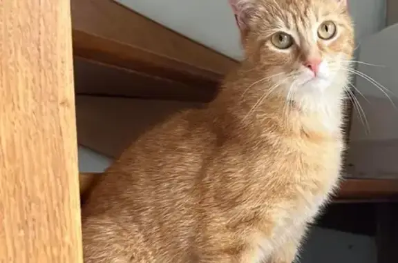 Chat perdu, , photo: Chat roux disparu près de Farivillers