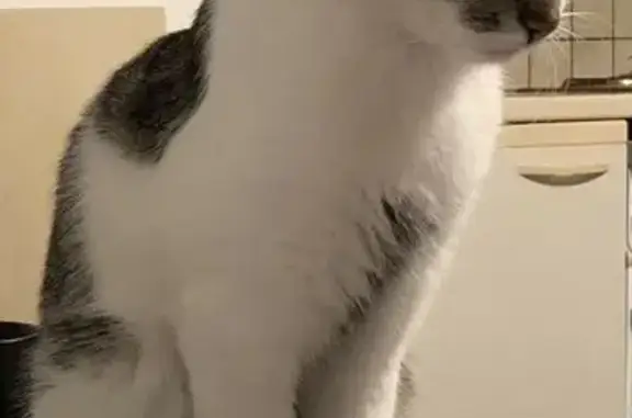 Chatte Crevette disparue à Finhan - photo
