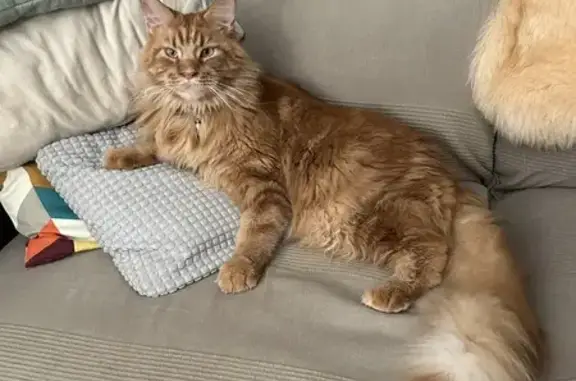 Animaux perdus Cuers, photo: Perdu: Maine Coon roux, Cuers
