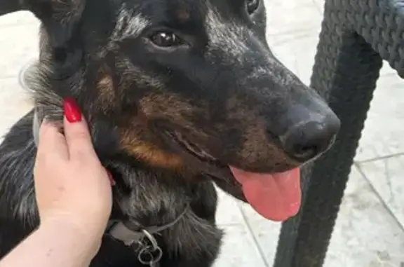 Animaux perdus , photo: Alerte: Deux Beaucerons Évadés