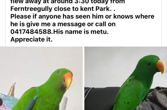 Missing Electus Bird Metu - Help Find Him!