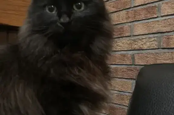 Animaux perdus Loison-sous-Lens, photo: Chat noir/marron angora perdu