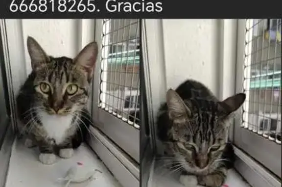 Gatita Bengalí Rescatada en Jerez