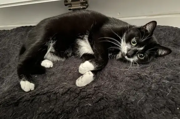 Animaux perdus Darnieulles, photo: Chatte Darky noire disparue