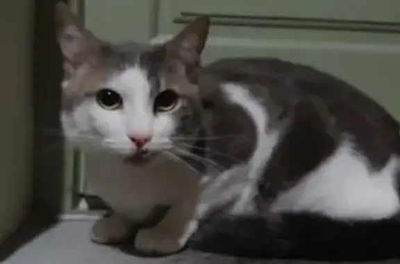 Animaux trouvés Angoulême, photo: Chat blanc tacheté trouvé à Angoulême