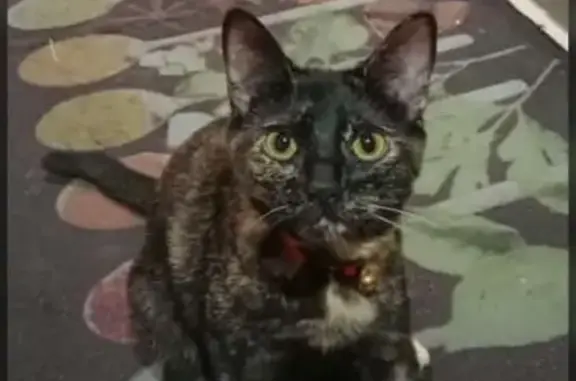 Gatos perdidos, , foto: ¡Gato con Collar Rojo Perdido en Guía de Isora!
